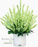  Bình Hoa Huệ - A154 