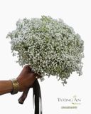  Bó Hoa Cưới Tinh Khôi Một Đời - HC10 