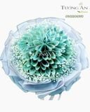  Bó Hoa Tiền Money - S569 