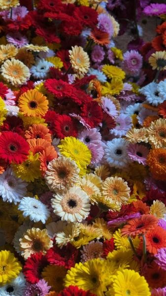  Hoa Đồng Tiền Nhí Nhụy Đen 