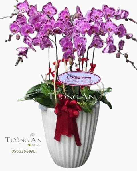 chau-10-canh-lan-ho-diep-dep-s838