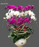  Chậu 10 Cành Lan Hồ Điệp Đẹp - S916 