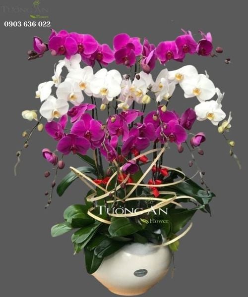 Chậu 10 Cành Lan Hồ Điệp Đẹp