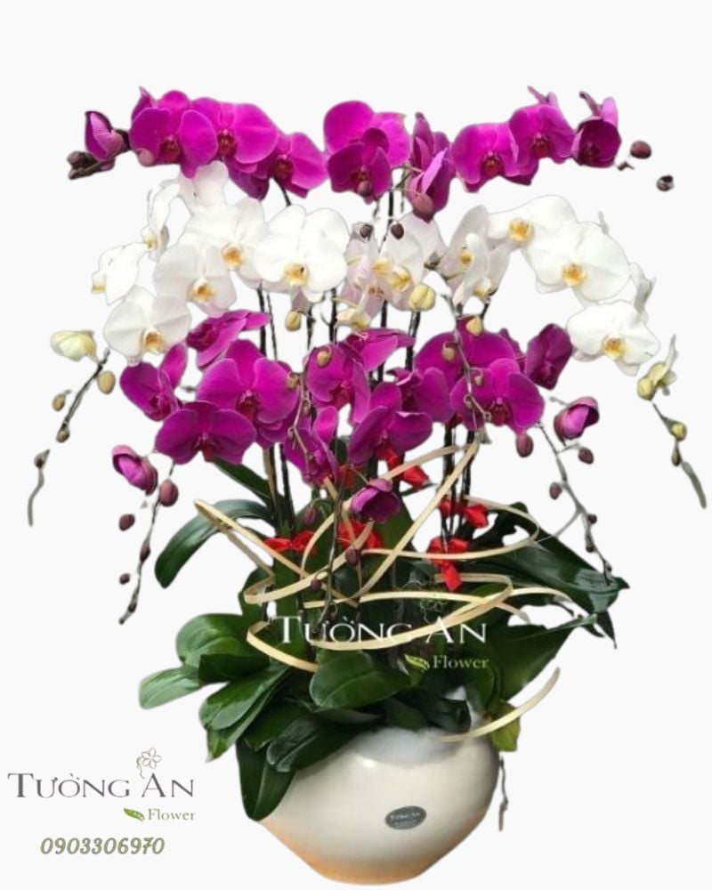  Chậu 10 Cành Lan Hồ Điệp Đẹp - S916 