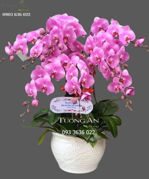 Chậu 10 Cành Lan Hồ Điệp Hồng