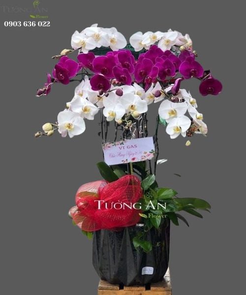 Chậu 10 Cành Lan Hồ Điệp