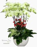  Chậu 10 Cành Lan Hồ Điệp Xanh Bơ - S982 