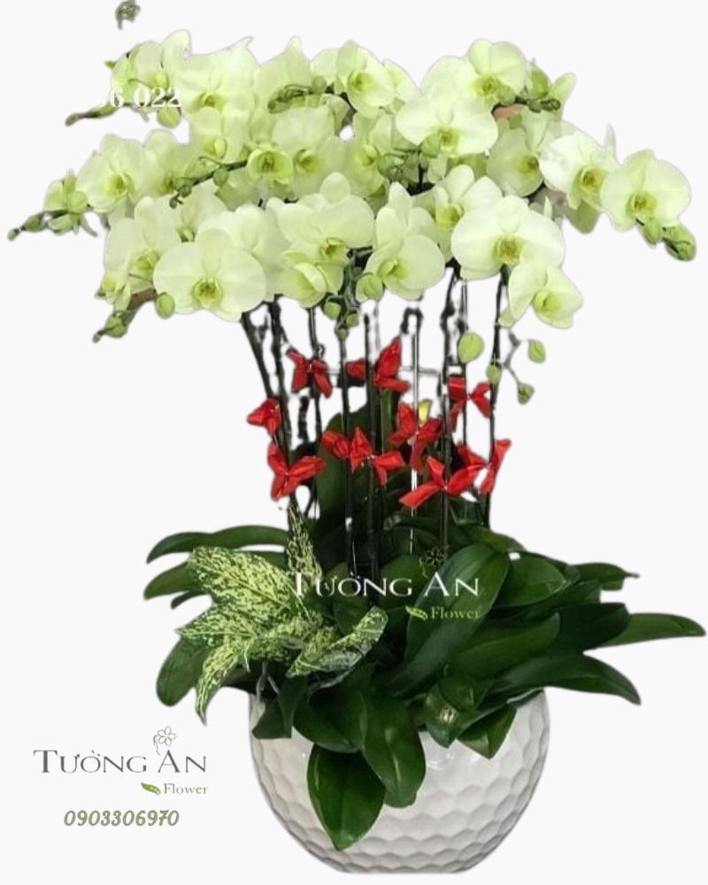  Chậu 10 Cành Lan Hồ Điệp Xanh Bơ - S982 