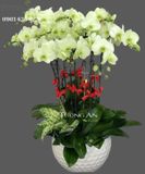  Chậu 10 Cành Lan Hồ Điệp Xanh Bơ - S982 