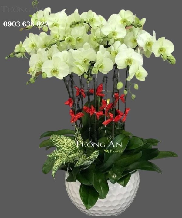  Chậu 10 Cành Lan Hồ Điệp Xanh Bơ - S982 