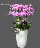  Chậu 12 Cành Lan Hồ Điệp Hồng - S844 