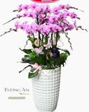  Chậu 12 Cành Lan Hồ Điệp Hồng - S844 