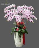 Chậu 12 Cành Lan Hồ Điệp Hồng - S855 