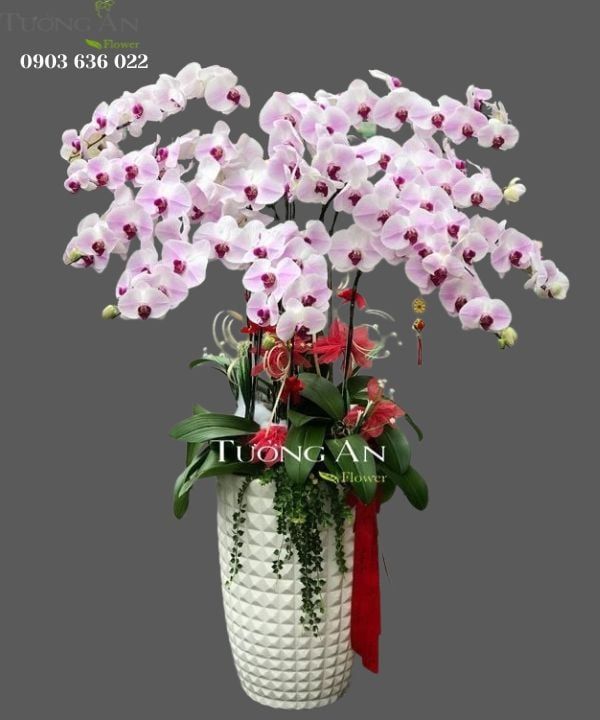  Chậu 12 Cành Lan Hồ Điệp Hồng - S855 