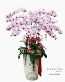  Chậu 12 Cành Lan Hồ Điệp Hồng - S855 