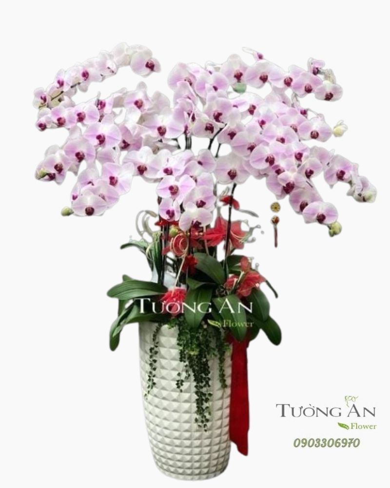  Chậu 12 Cành Lan Hồ Điệp Hồng - S855 