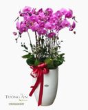  Chậu 12 Cành Lan Hồ Điệp Hồng - S926 