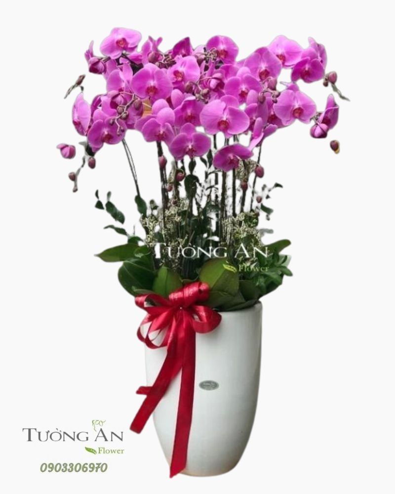  Chậu 12 Cành Lan Hồ Điệp Hồng - S926 