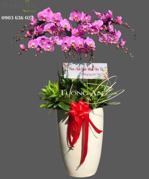 Chậu 12 Cành Lan Hồ Điệp Hồng
