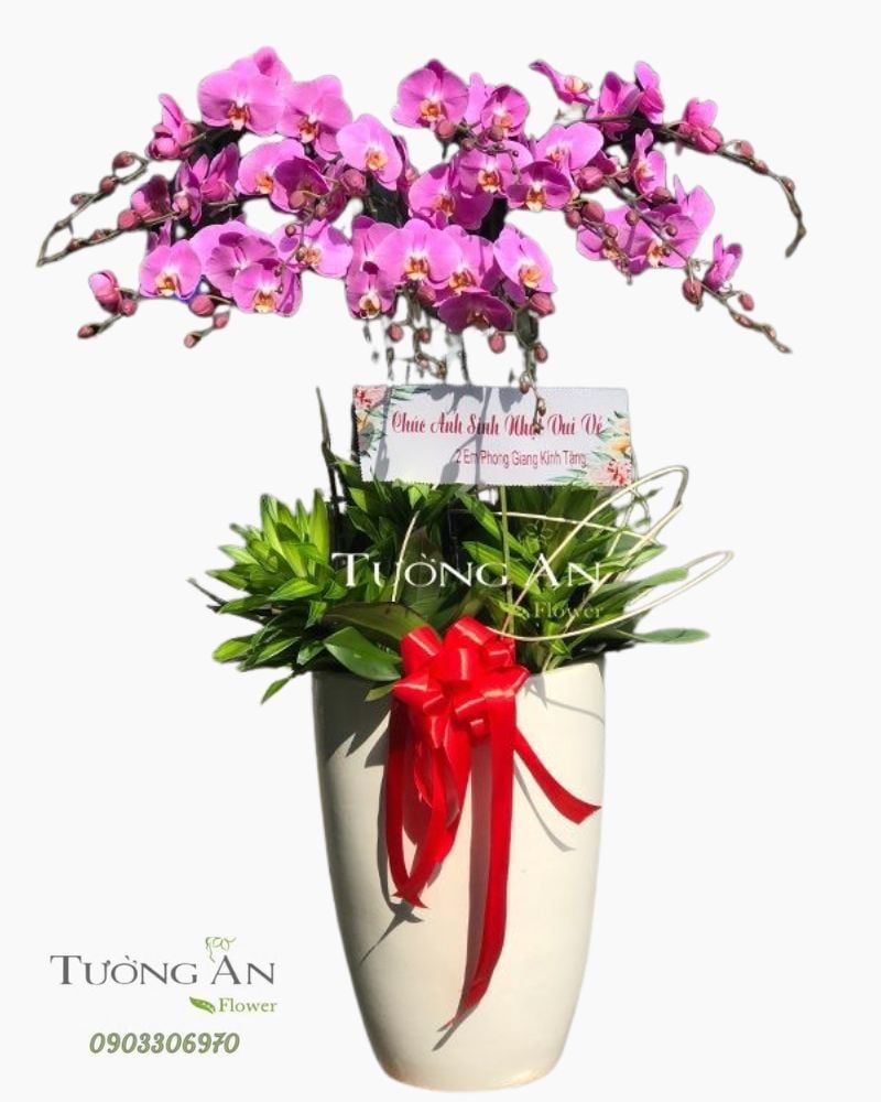  Chậu 12 Cành Lan Hồ Điệp Hồng - S927 