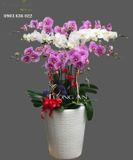  Chậu 12 Cành Lan Hồ Điệp - S889 