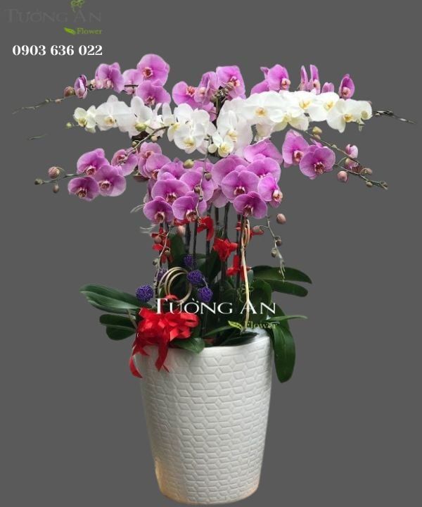  Chậu 12 Cành Lan Hồ Điệp - S889 