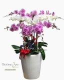  Chậu 12 Cành Lan Hồ Điệp - S889 