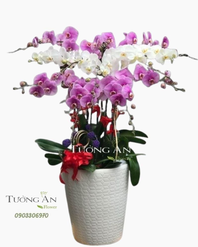  Chậu 12 Cành Lan Hồ Điệp - S889 