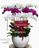  Chậu 12 Cành Lan Hồ Điệp - S910 