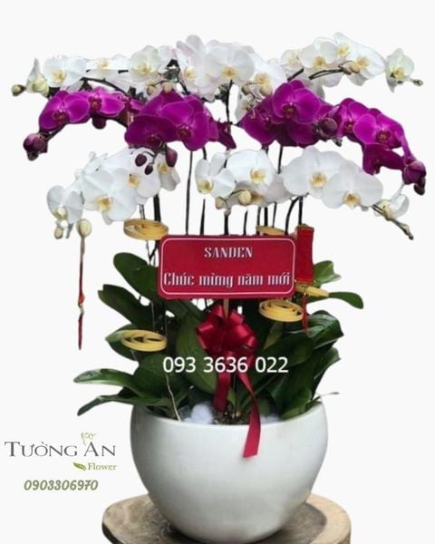 chau-12-canh-lan-ho-diep-s910