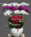  Chậu 12 Cành Lan Hồ Điệp - S910 