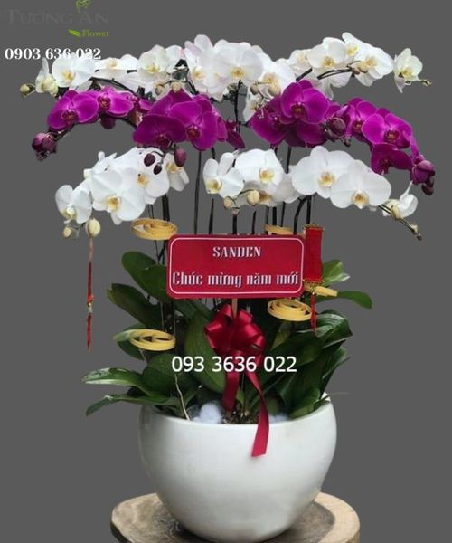 Chậu 12 Cành Lan Hồ Điệp