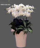  Chậu 12 Cành Lan Hồ Điệp Trắng - S846 