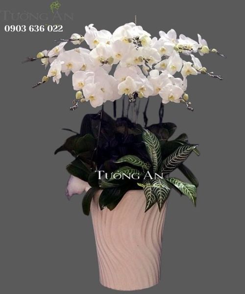 Chậu 12 Cành Lan Hồ Điệp Trắng