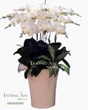  Chậu 12 Cành Lan Hồ Điệp Trắng - S846 