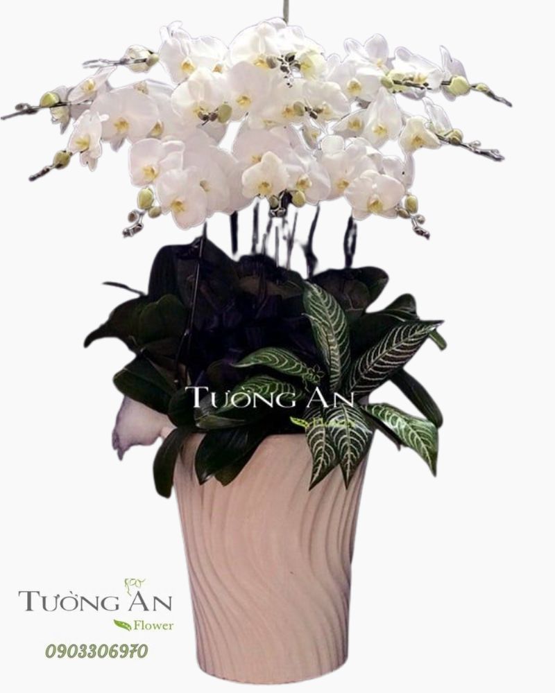 Chậu 12 Cành Lan Hồ Điệp Trắng - S846 