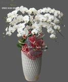  Chậu 12 Cành lan Hồ Điệp Trắng - S870 