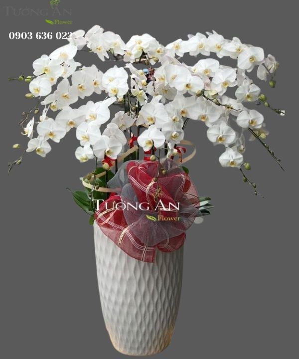  Chậu 12 Cành lan Hồ Điệp Trắng - S870 
