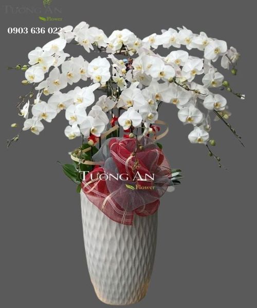 Chậu 12 Cành lan Hồ Điệp Trắng