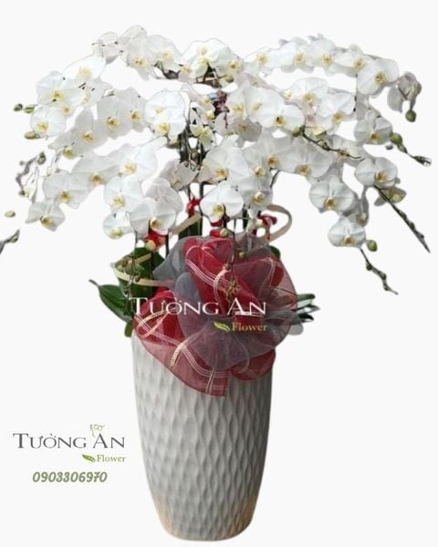 chau-12-canh-lan-ho-diep-trang-s870