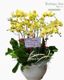  Chậu 12 Cành Lan Hồ Điệp Vàng - S845 