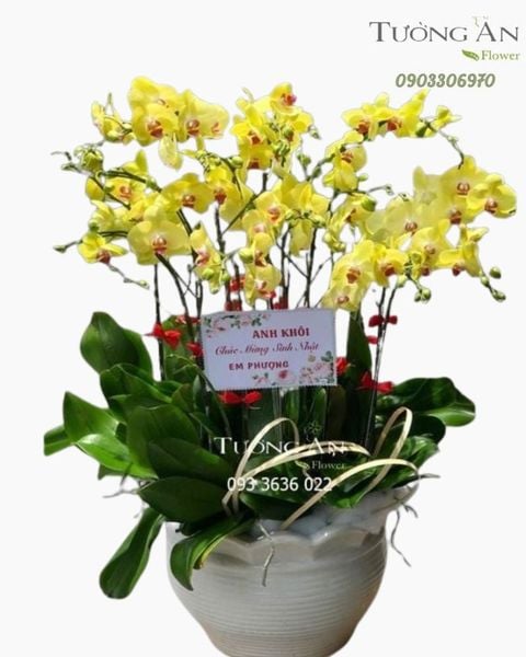 chau-12-canh-lan-ho-diep-vang-s845