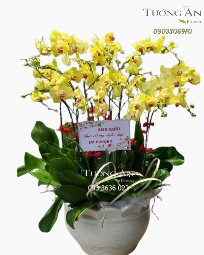  Chậu 12 Cành Lan Hồ Điệp Vàng - S845 