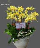  Chậu 12 Cành Lan Hồ Điệp Vàng - S845 