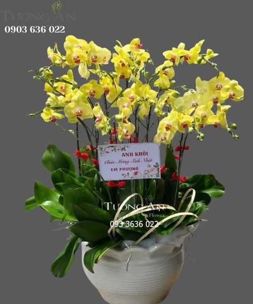 Chậu 12 Cành Lan Hồ Điệp Vàng