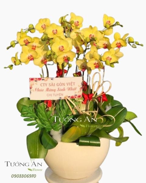 chau-12-canh-lan-ho-diep-vang-s893