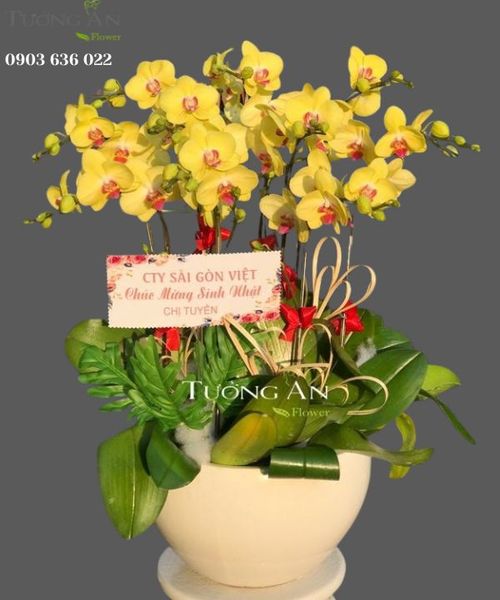 Chậu 12 Cành Lan Hồ Điệp Vàng