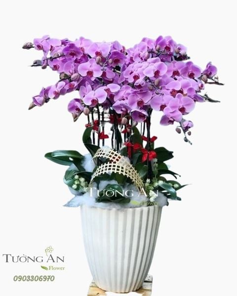 chau-15-canh-lan-ho-diep-hong-s882