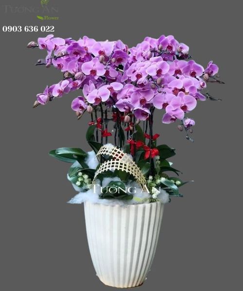 Chậu 15 Cành Lan Hồ Điệp Hồng