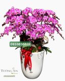  Chậu 15 Cành lan Hồ Điệp - S867 